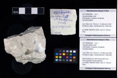 Foto (Objekt + Etikett) von Goniodromitidae indet.  (NHMW-GEO-2017-0089-0006)